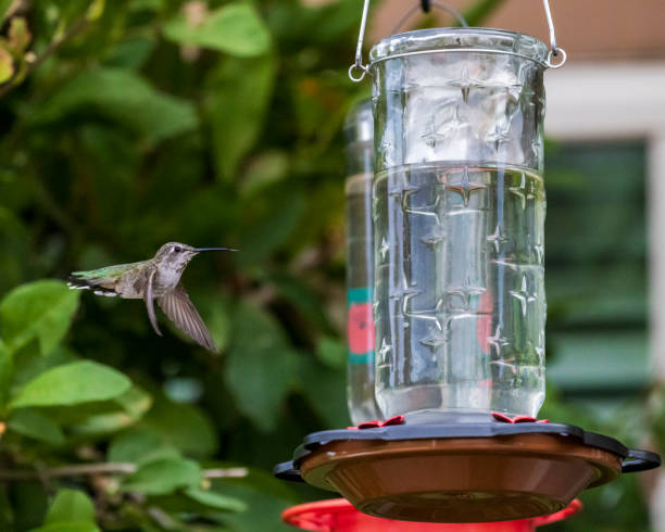 istock Hummingbird at Feeder 3 of 4 1629791273