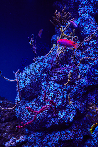 Image of Marine aquarium with dark blue and white stone and vibrant pink and yellow fish swimming