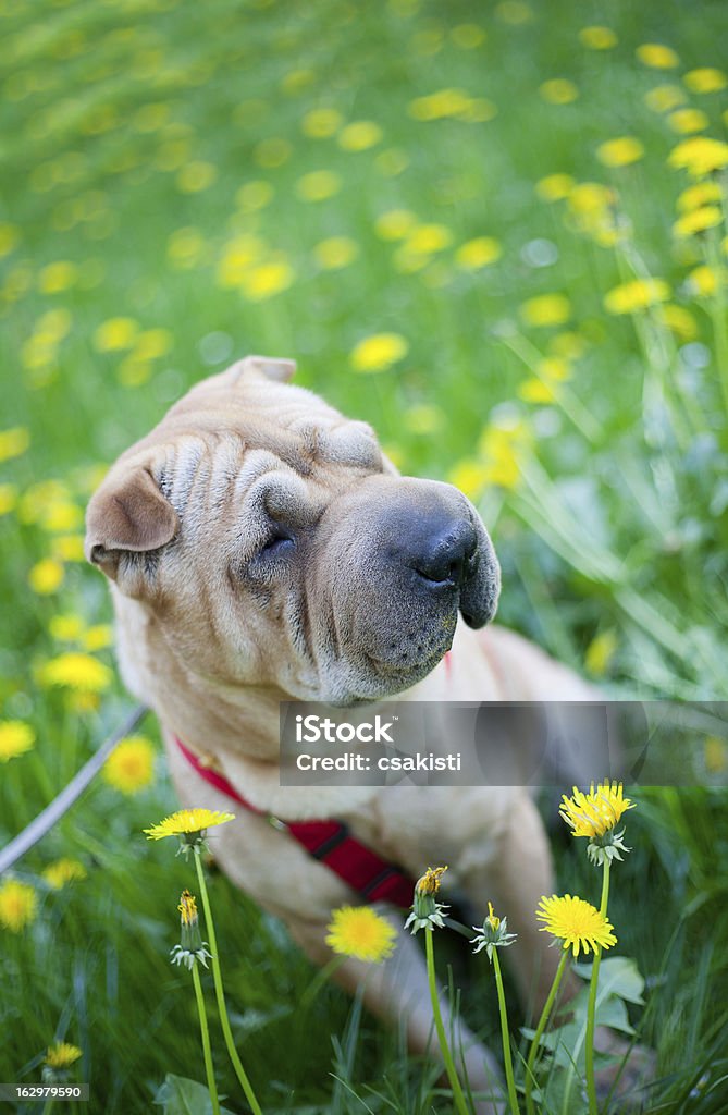 Sharpei perro con flores amarillas - Foto de stock de Aire libre libre de derechos