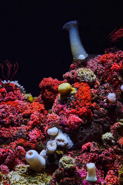 istock Red and pink coral polyps in dark saltwater tank 1629800334