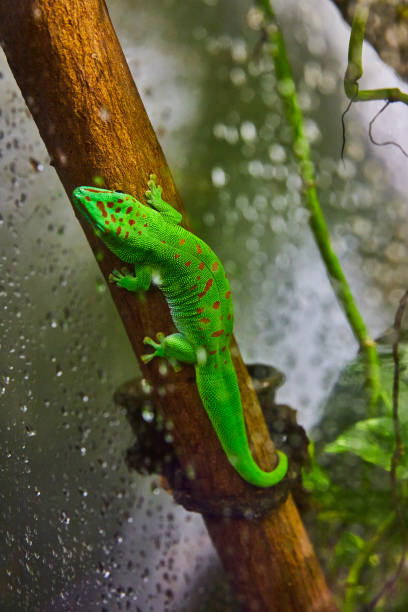 istock Spotted green lizard with orange spots resting on vertical log against dew covered glass 1629804746