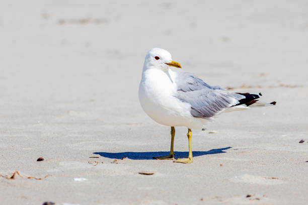 istock Common Gull, Seagull - Larus canus - Bird on a beach in sand 1629806484