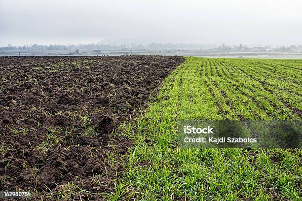 Campo Arato - Fotografie stock e altre immagini di Agricoltura - Agricoltura, Albero, Ambientazione esterna