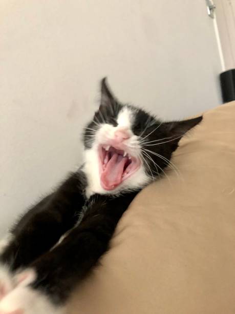 istock Yawning Fluffy Black and White Kitten 1629808107