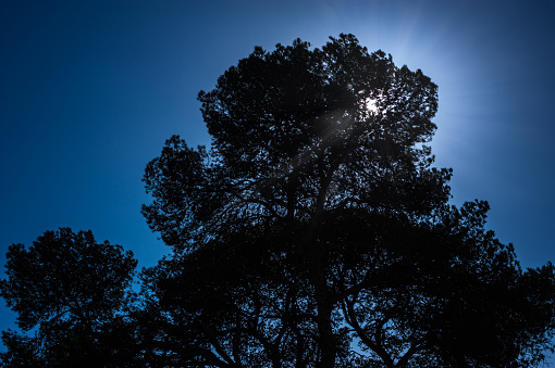 Backlighting pine, with sunbeams passing through its branches. The sky is blue. Horizontal.