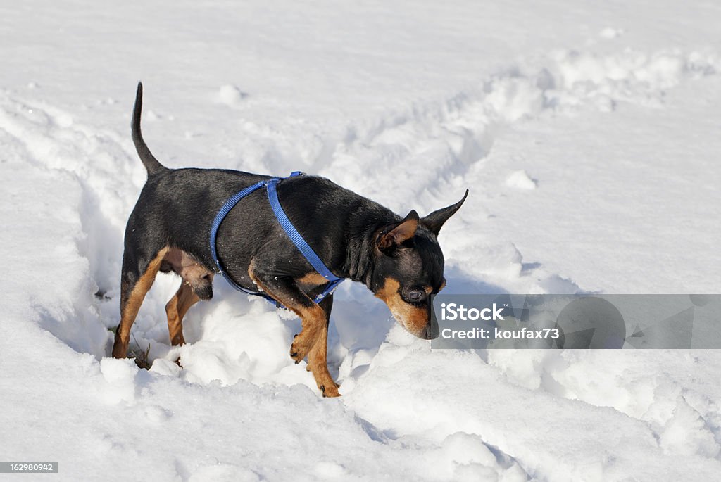 Cane nella neve - Foto stock royalty-free di Ambientazione esterna