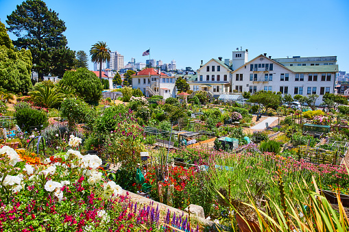 Image of Wide view of colorful flowers in garden with succulents at Fort Mason with San Francisco in distance