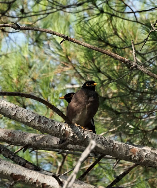 istock A pair of acridotheres tristis 1629813210