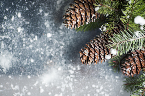 Pine cones and fir tree for festive Christmas and New Year holidays background covered in ice and snow with copy space background