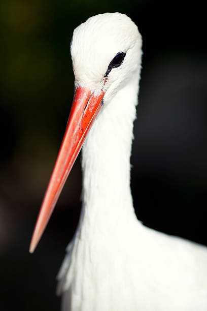 istock Portrait of a stork 162981395