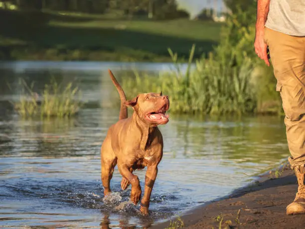 Photo of Cute dog and attractive man near the river