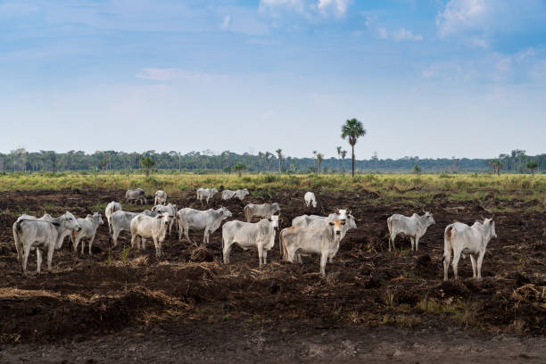 Cattle pasture and Amazon rainforest trees deforestation. Destroyed land in livestock farm. Amazonas, Brazil. Concept of environment, ecology, global warming, climate change.
