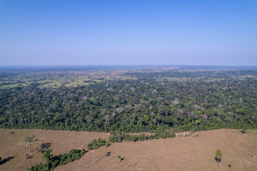 Aerial drone view of beautiful Amazon rainforest trees and deforestation to open land for cattle in livestock farm. Amazonas, Brazil. Concept of environment, ecology, global warming, climate change.