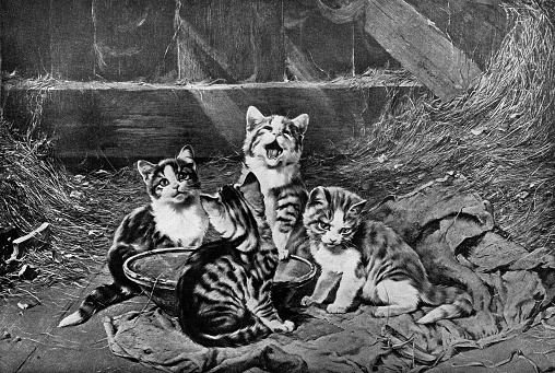 “The Hungry Quartet” or “ Four Kittens with a Grasshopper in the Stable”, painting by Julius Anton Adam [the Younger] (circa 19th century). Vintage etching circa 19th century.
