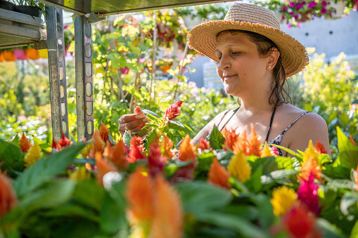 A young woman looks at Celosia Flowers at a garden center.