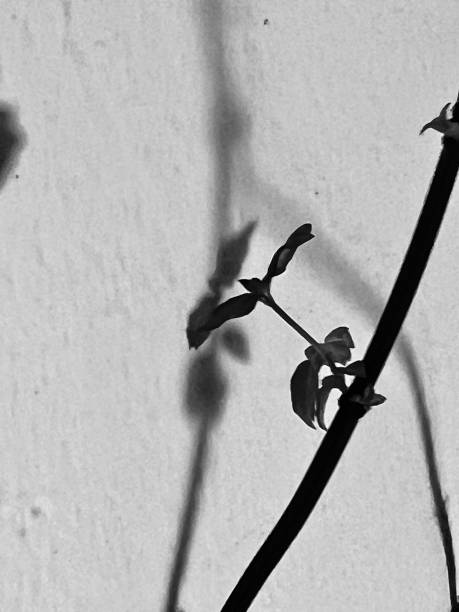 istock Shadow of a plant against a wall 1629819379