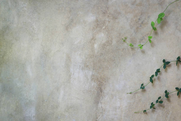 istock Creeping, Green Vine on Old Grey Cement Plaster Wall Background 1629824308