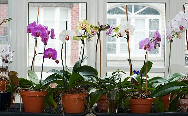 A table of blooming moth orchids in a variety of colours in terracotta pots.