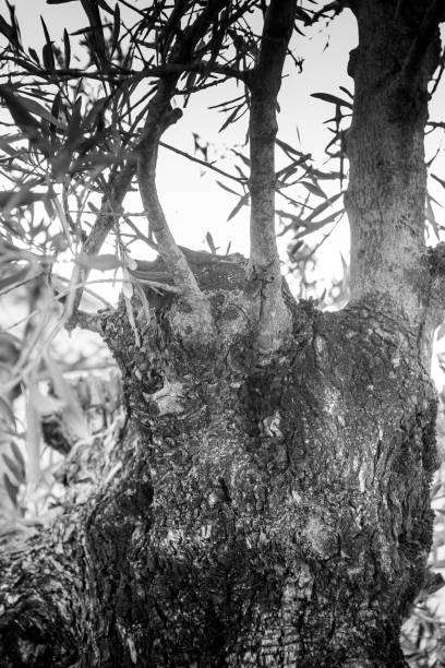 istock detail of tree bark in black and white 1629846016