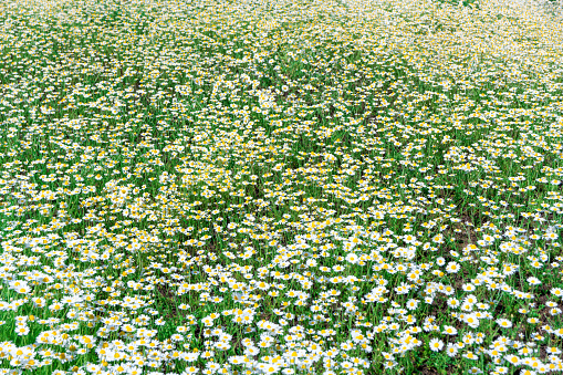 White daisies blooming in the field in springtime.