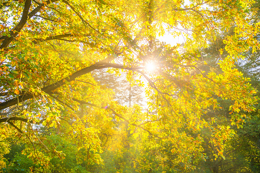Yellow autumn fall leaves on autumn tree with sun