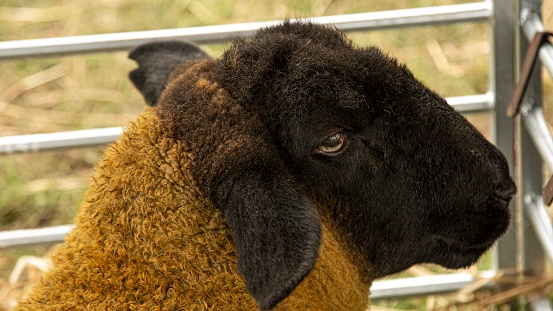 Yellow & Black Suffolk Sheep