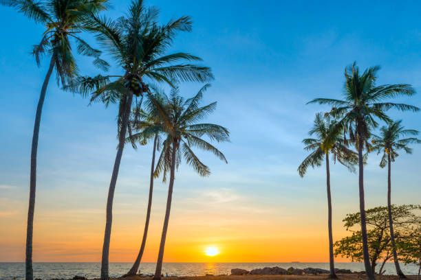 istock Sunset with palm trees on beach 1629857081