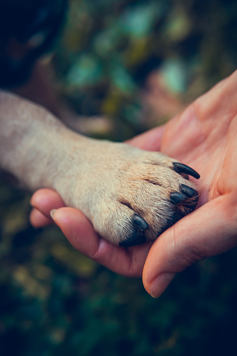 Female hand holding dogs paw, close up. French bulldog puppy and owner. Concept of friendship