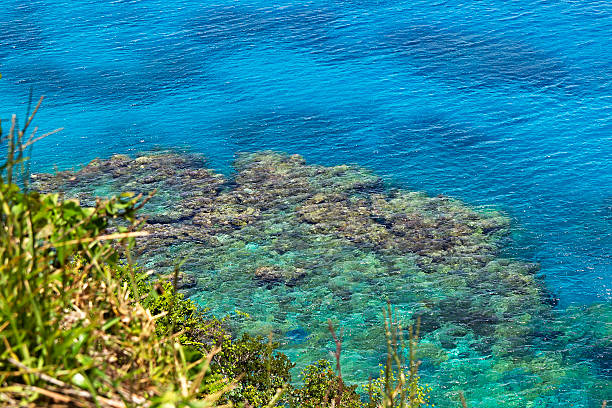 istock coral reefs at the cliffs of Jokin 162986245