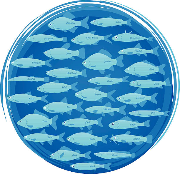 ilustraciones, imágenes clip art, dibujos animados e iconos de stock de fishes - minnow