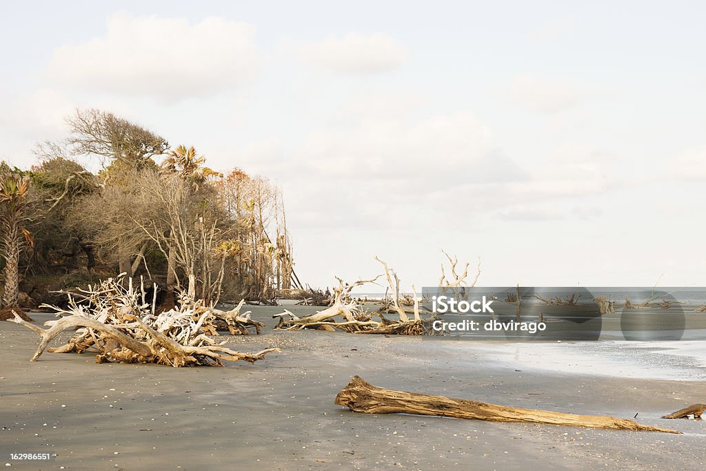 Treibholz auf leeren Strand bei Sonnenuntergang - Lizenzfrei Baum Stock-Foto
