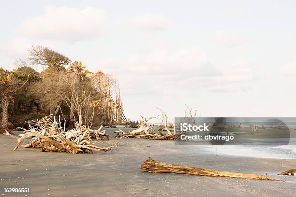 Treibholz Auf Leeren Strand Bei Sonnenuntergang Stockfoto und mehr Bilder von Baum - Baum, Blau, Brandung
