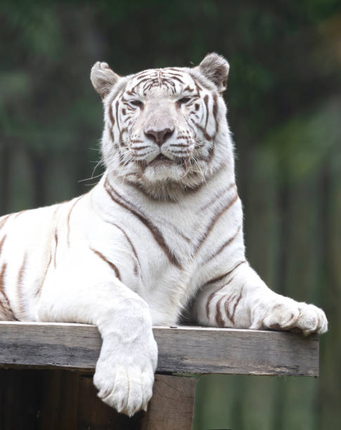 istock White tiger / bleached tiger (Panthera tigris) pigmentation variant of the Bengal tiger 1629869439