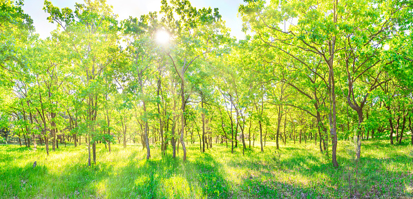 Green forest sunset panorama - panoramic landscape with sunlight shining through trees