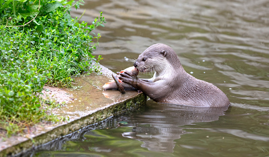 Otter eating fish in the water, selective focus