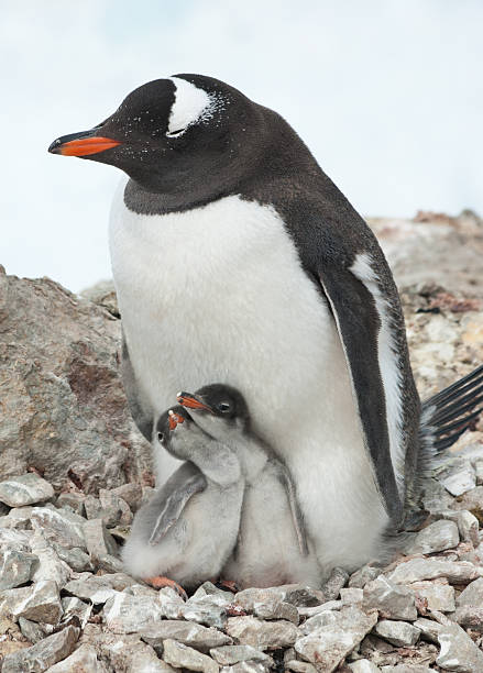 istock Gentoo penguin female sitting on the nest. 162988218