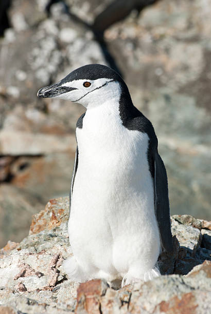 istock Antarctic penguin on the rocks of summer. 162988250