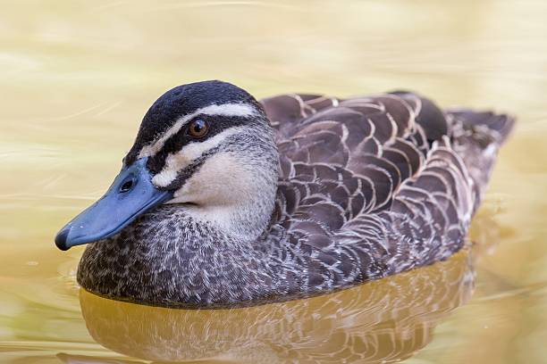 Pacific Black Duck – Foto