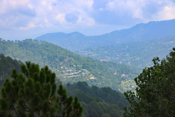 istock Coniferous Forest of Murree Valley 1629886938