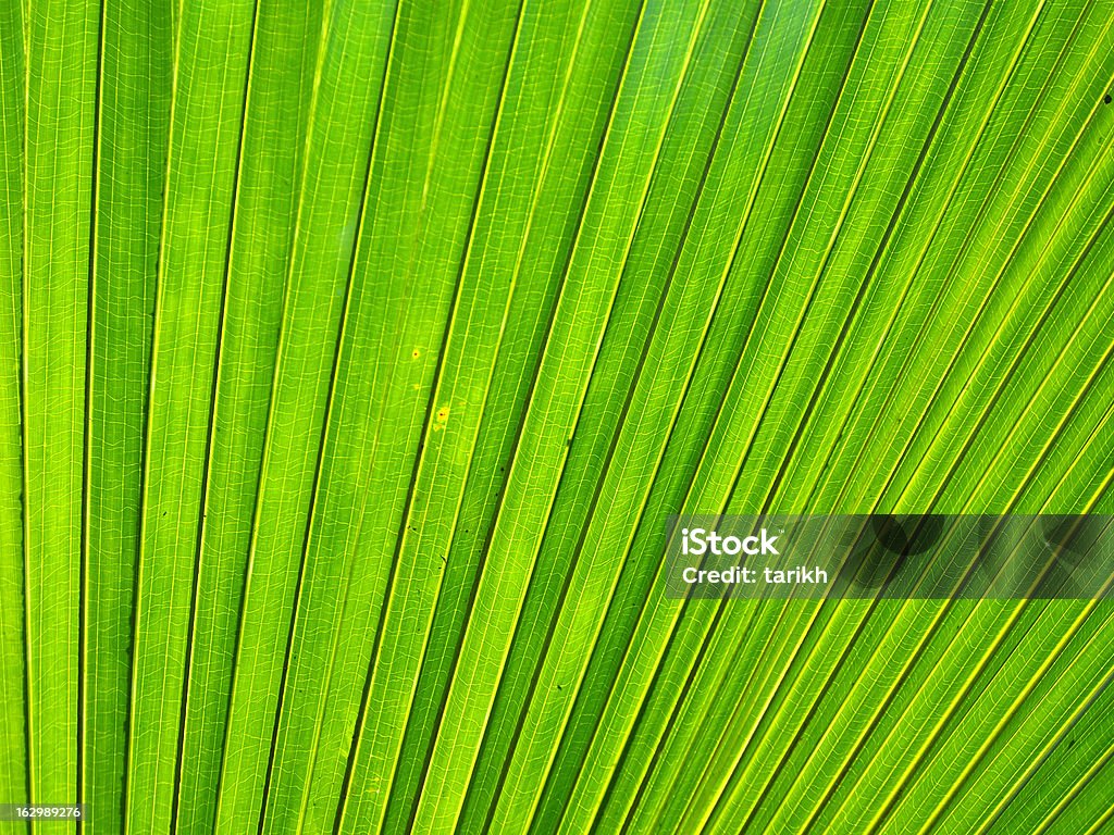 Backlit palm tree leaf Detail of a palm tree leaf from Mauritius Beauty In Nature Stock Photo