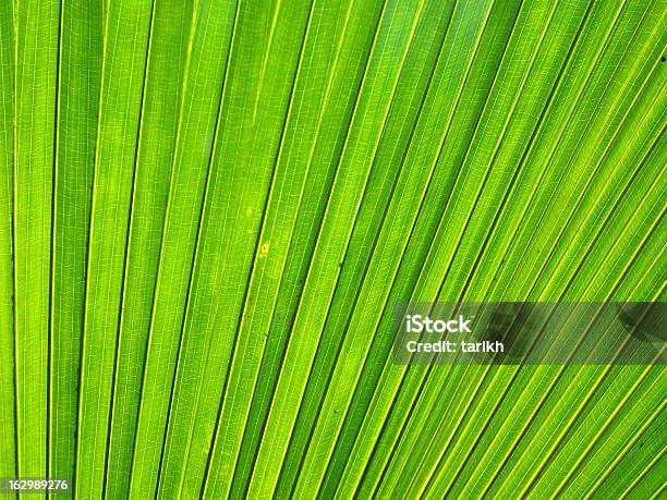 Backlit Palm Tree Leaf Stock Photo - Download Image Now - Beauty In Nature, Close-up, Exoticism