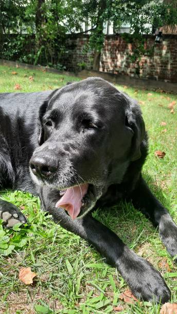 istock Closeup of a black lab dog's face 1629894579