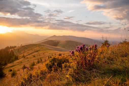 Blooming bouquet of mountain flowers against the backdrop of sunrise. Sunrise in the Carpathians. Flowers against the backdrop of mountains in bokeh.