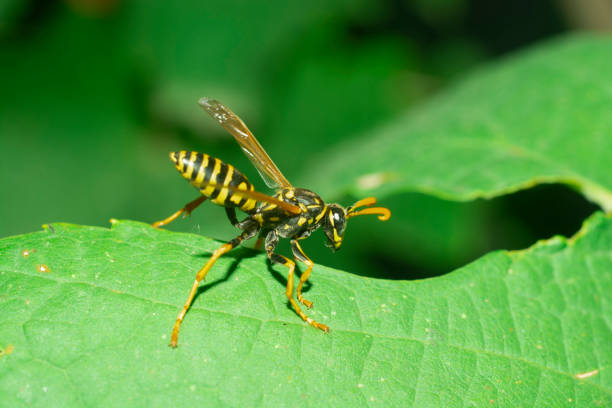 istock Wasp on the green leaf in nature.Insect 1629895140