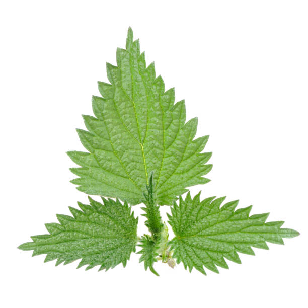 istock Stinging Nettle (Urtica Dioica) Leaves Isolated on White Background 1629898361