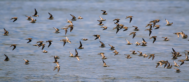 Group of plovers flying just above the Ocean off the coast of Long Island New York,