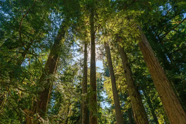 Giant Douglas fir and Western Red Cedar trees forest, Macmillan provincial park, Cathedral Grove, Vancouver Island, British Columbia, Canada.