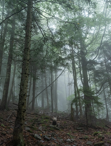 A small white dog in a gloomy foggy forest.An animal in a scary forest.