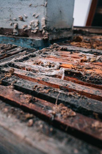 istock Close-up of Ruin honey hive boxes 1629913557