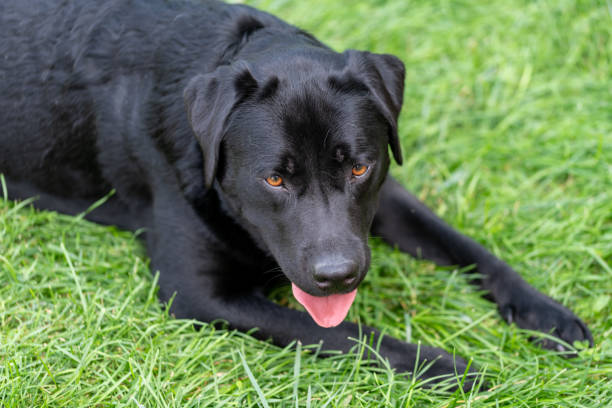 istock Black lab retriever laying in the grass 1629915745